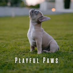 Playful Paws: Music for Happy Pets - Happy Afternoon Music