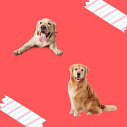 Wonderful Music for Doggy Nostalgia - Alto Sax - Calm Dog Music