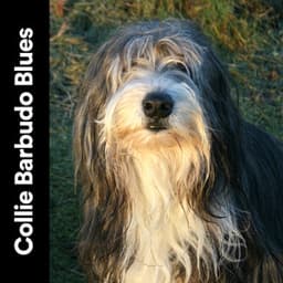 Collie Barbudo Blues - Mascotas tranquilas