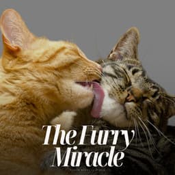 The Furry Miracle - Calming Cat Music