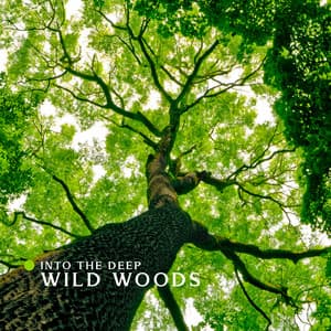 Into the Deep Wild Woods: Meditation with Forest and Jungle Nature Sounds - Nature Sounds Universe