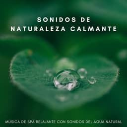 Sonidos De Naturaleza Calmante: Música De Spa Relajante Con Sonidos Del Agua Natural - Ruidos de la Selva