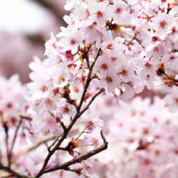 Sakura Skies - Asian Lofi