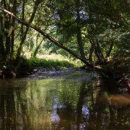 ! ! ! Rio da Floresta Magica! - Alan Baratieri