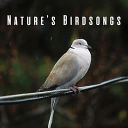 Nature's Birdsongs: Calming Rain and Chill Music for Cats - Rain Mozart