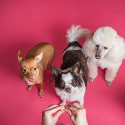 Sumptuous Jazz Violin - Background for Kind Puppies - Good Dog Music