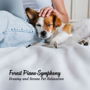 Forest Piano Symphony: Dreamy and Serene Pet Relaxation - Piano Jazz Chill