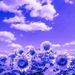 Vivacious Backdrop for Sweater Weather - Wine Bar Music