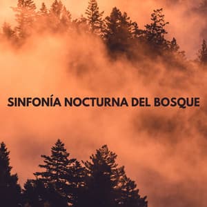 Sinfonía Nocturna Del Bosque - Sonidos naturales del bosque