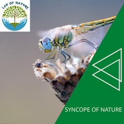 Syncope of Nature - Calm Music