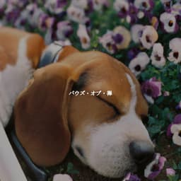 パウズ・オブ・禅 - Musique de Fond Jazz