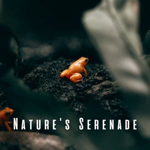 Nature's Serenade: Relaxation with Frog Sounds ASMR - The ASMR Triggers