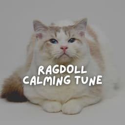 Ragdoll Calming Tune - Cat Music
