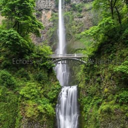 Echoes of Sanctuary's Melancholy - Woodland Friends