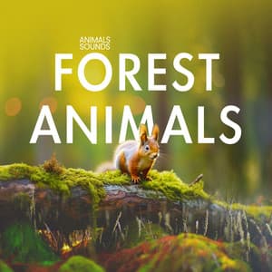 Forest Animals - Animals Sounds