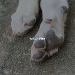 犬はこれが好き - Lounge Smooth Jazz Deluxe