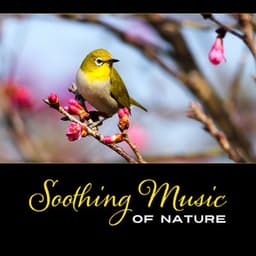 Soothing Music of Nature - Nature Music Sanctuary