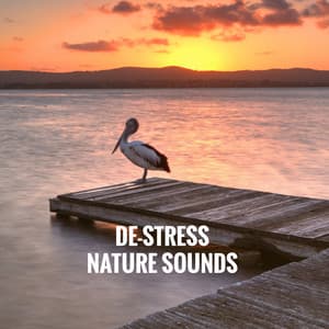 De-Stress Nature Sounds - Relaxing Rain Sounds