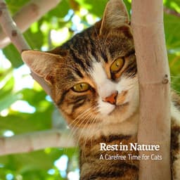 Rest in Nature: A Carefree Time for Cats - The Water Sleepers