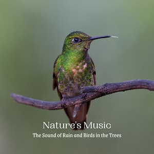 Nature's Music: The Sound of Rain and Birds in the Trees - Rain Paris