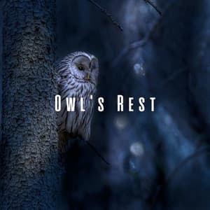 Owl's Rest: Nighttime Harmonies for Peaceful Sleep - Owl Sounds Recordings