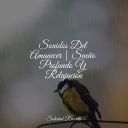 Sonidos Del Amanecer | Sueño Profundo Y Relajación - Unidad de música zen relajante