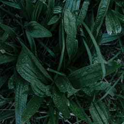 365 Rainfall: Zen - Meditation Rain Sounds
