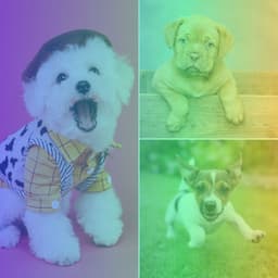 Latin Guitar - Background Music for Sad Puppies - Dog Jazz Sounds