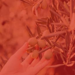 Wondrous Piano and Glockenspiel - Ambiance for Sleep Therapy - Musica Reiki