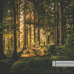 Sounds Of Forest Nature - Birds In The Forest