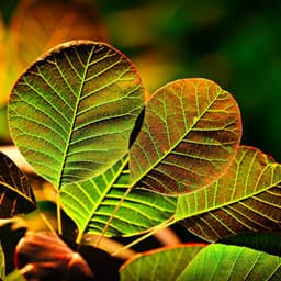 Bgm for Reiki Flow - Zen Natural Sounds