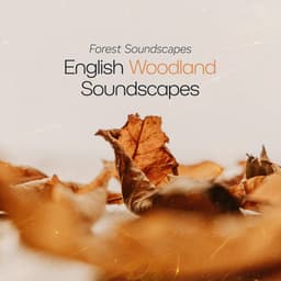 English Woodland Soundscapes - Forest Soundscapes