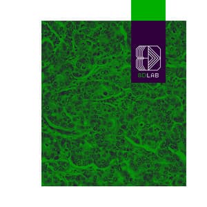 Tonos Relajantes - 8D Lab - Música Relajante