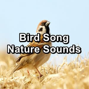 Bird Song Nature Sounds - Bird Sounds 2016