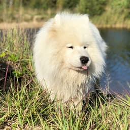 Dog Days Retreat: Jazz Piano Lounge - Piano Jazz Paris