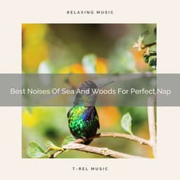 Best Noises Of Sea And Woods For Perfect Nap - The Noise Project