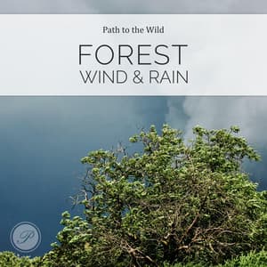 Forest Wind and Rain - Path to the Wild
