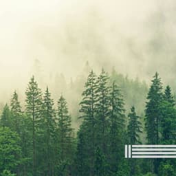 Birds In The Forest Natural Sounds - Birds In The Forest