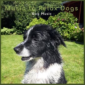 Dog Music - Music-to-Relax-Dogs