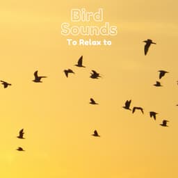 Bird Sounds To Relax To - Natural Sample Makers