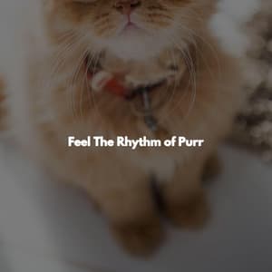 Feel The Rhythm of Purr - Musica para Estudiar Radio