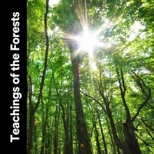 Teachings of the Forests - Worldwide Nature Studios