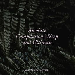 Absolute Compilation | Sleep and Ultimate - Meditation Relaxation Club