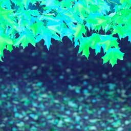 Echoes of Wonderful Noise - Pianomuziek