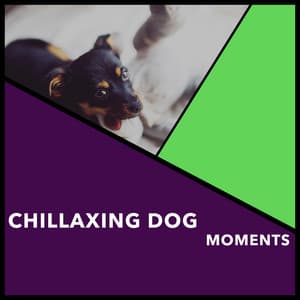 Chillaxing Dog Moments - Dogs Music Therapy