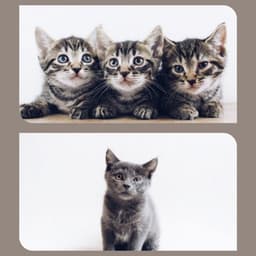 Music for Favorite Kittens - Soprano Sax Solo - Relaxing Music for Cats