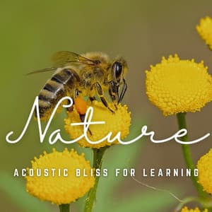 Zen Study Waves: Acoustic Bliss for Learning - Studying Music and Study Music