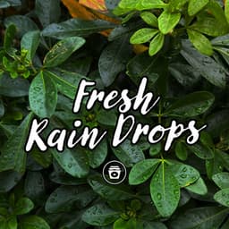 Fresh Rain Drops - ASMR Rain Sounds
