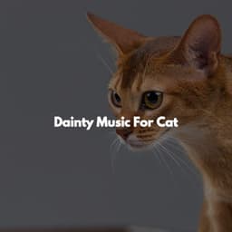 Dainty Music For Cat - Acoustic Cafe Music Background Music