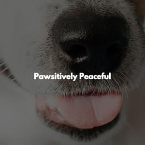 Pawsitively Peaceful - Soft Alternative Lounge Jazz
